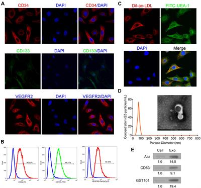 EPC-Derived Exosomal miR-1246 and miR-1290 Regulate Phenotypic Changes of Fibroblasts to Endothelial Cells to Exert Protective Effects on Myocardial Infarction by Targeting ELF5 and SP1